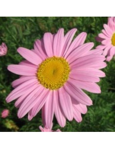 Pyrèthre "Robinson's pink"