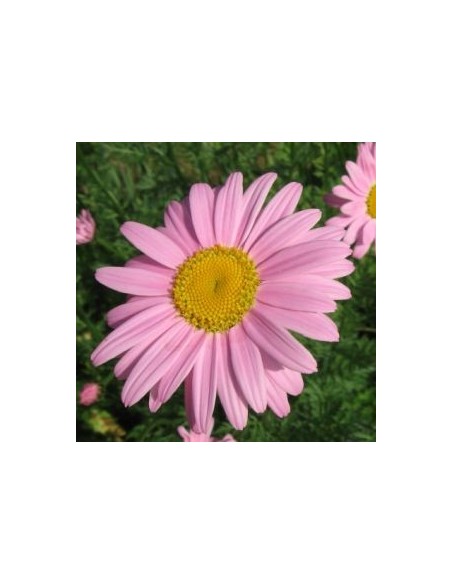 Pyrèthre "Robinson's pink"