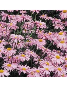 Pyrèthre "Robinson's pink" 2