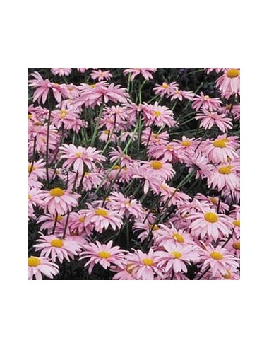 Pyrèthre "Robinson's pink"