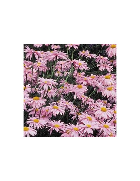 Pyrèthre "Robinson's pink"