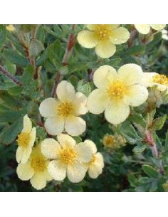 Potentille arbustive "Maanelys"