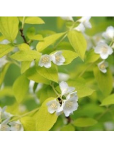 Seringat à feuillage jaune