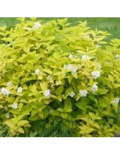 Seringat à feuillage jaune 2