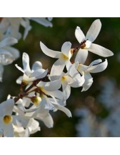 Forsythia blanc 2