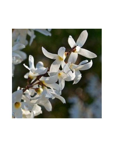 Forsythia blanc de Corée