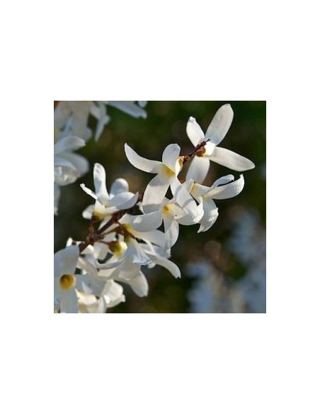 Forsythia blanc de Corée