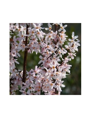 Forsythia blanc de Corée