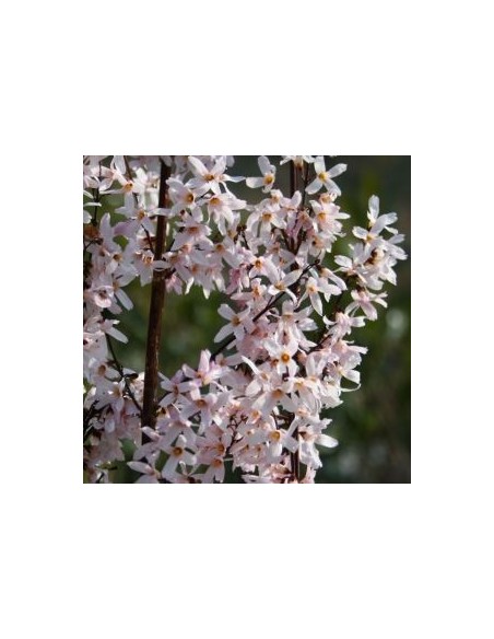 Forsythia blanc de Corée