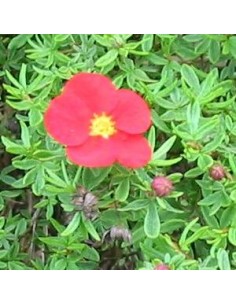 Potentille arbustive "Marian red robin"