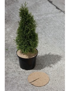 Colerettes anti-herbes