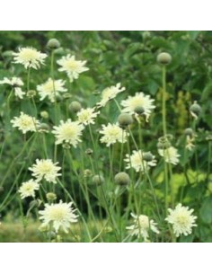 Scabieuse géante jaune 2