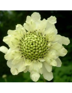 Scabieuse géante jaune