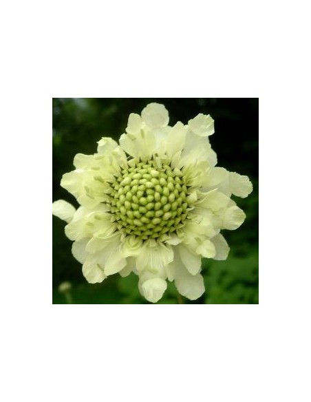 Scabieuse géante jaune