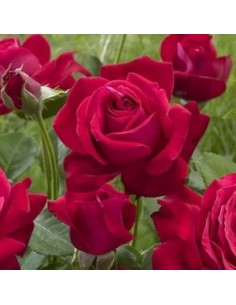 Rosier dame de coeur