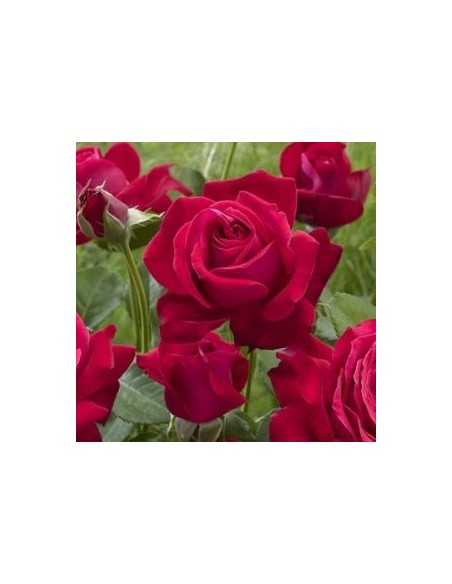 Rosier dame de coeur