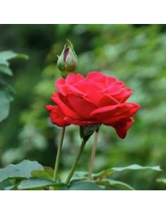 Rosier dame de coeur 2