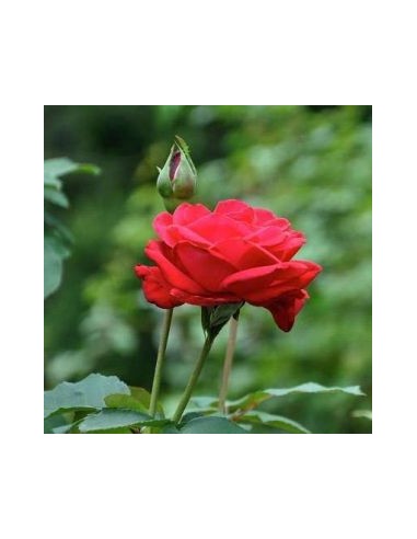 Rosier dame de coeur