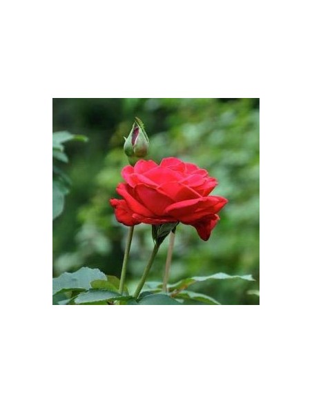 Rosier dame de coeur