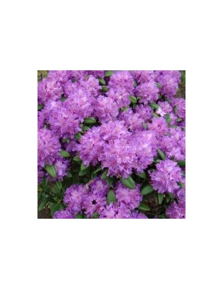 Rhododendron Alfred Rhododendron Alfred