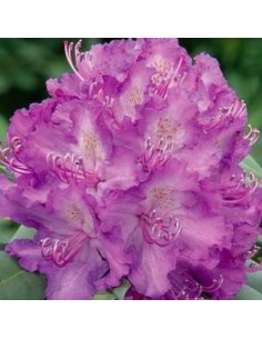 Rhododendron Alfred 2