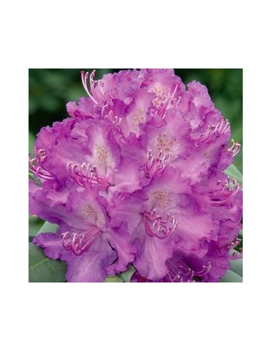 Rhododendron Alfred