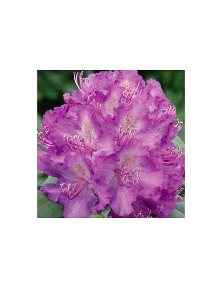 Rhododendron Alfred Rhododendron Alfred