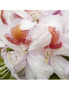 Rhododendron Mrs TH Lowinski