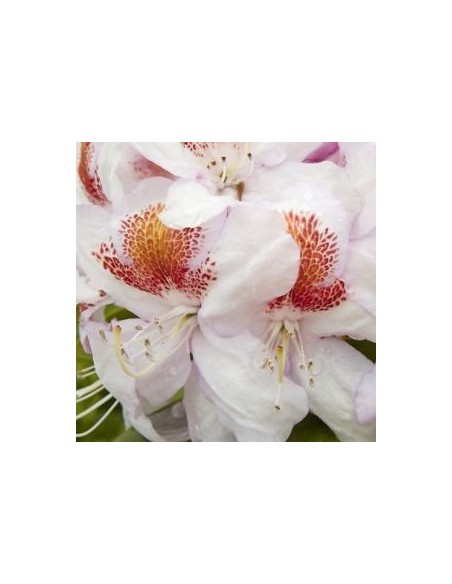 Rhododendron Mrs TH Lowinski