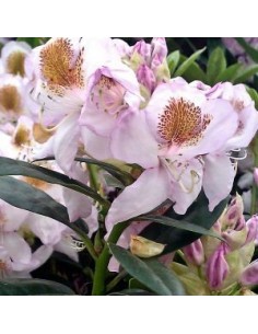 Rhododendron Mrs TH Lowinski 2
