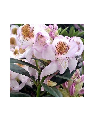 Rhododendron Mrs TH Lowinski