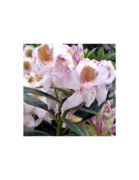 Rhododendron Mrs TH Lowinski