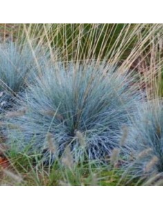 Fetuque bleue "Elijah blue" 2