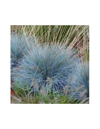 Fetuque bleue Elijah blue