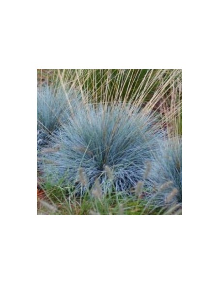 Fetuque bleue Elijah blue