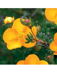 Potentille arbustive "Tangerine"