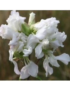Saponaire officinale alba plena 2