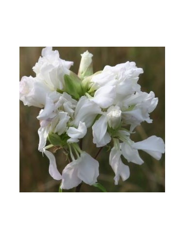 Saponaire officinale alba plena