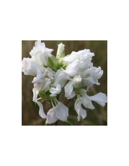 Saponaire officinale alba plena Saponaire officinale alba plena