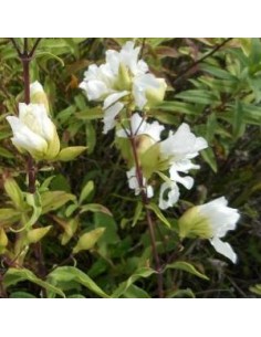 Saponaire officinale alba plena