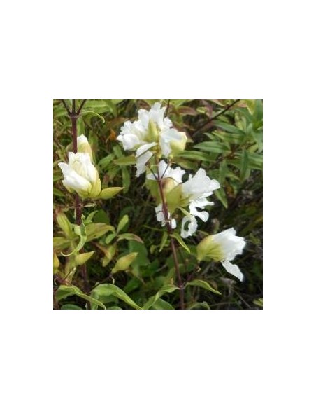Saponaire officinale alba plena Saponaire officinale alba plena