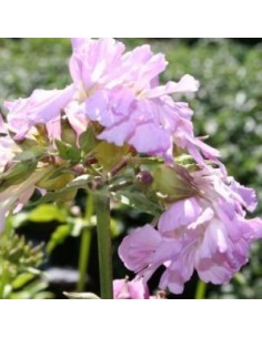 Saponaire officinale rosea plena 2