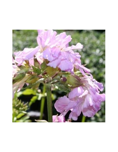 Saponaire officinale rosea plena