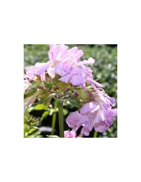 Saponaire officinale rosea plena Saponaire officinale rosea plena