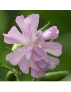 Saponaire officinale rosea plena
