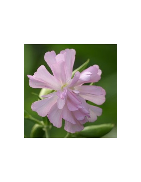 Saponaire officinale rosea plena Saponaire officinale rosea plena
