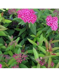 Spirée japonaise "Anthony Waterer"