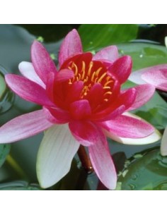 Nénuphar Attraction 2