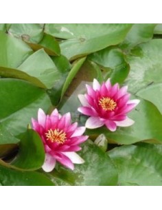 Nénuphar Attraction