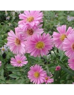 Aster grand d'automne Patricia Ballard